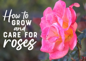 How to Grow & Care for Roses