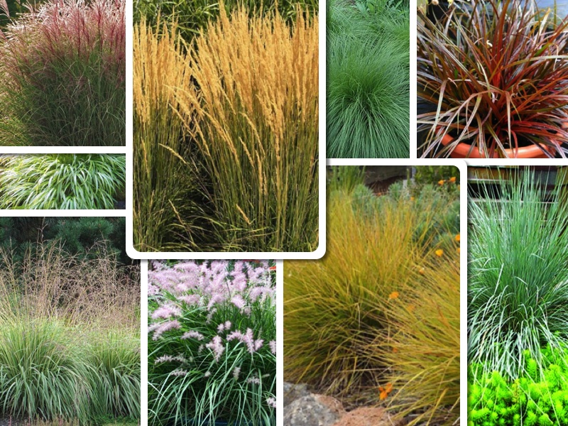 11 Ornamental Grasses of Better Fall Gardens
